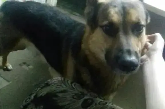 Пропала собака Граф в Михайловке, Волгоградская область