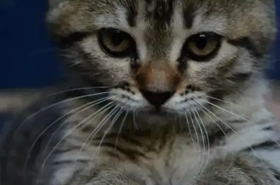 Найдена кошка Воронеж: ищем дом для котенка