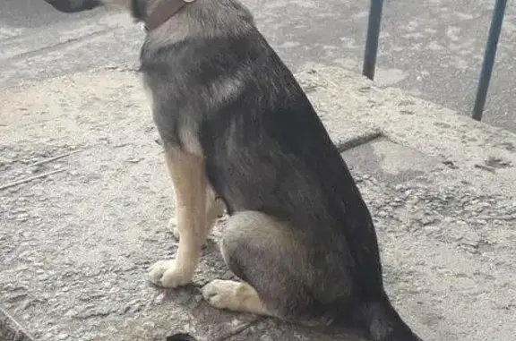 Найдена собака в Мурманске.