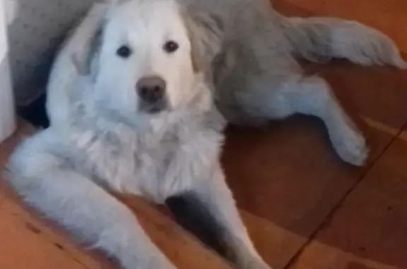 Пропала собака в Каменске, Республика Бурятия