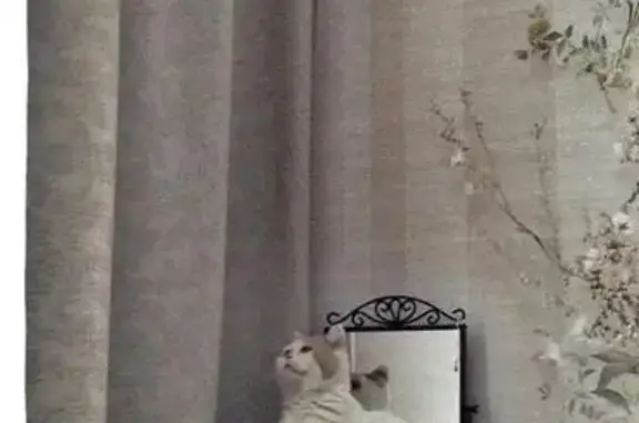 Пропала кошка на ул. Ленинградская 8 в Заречном