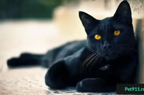 Найден черный кот на ул. Титова - нужен дом!