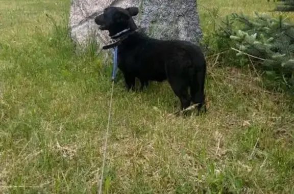 Найдена маленькая чёрная собака около деревни универсиады в Москве!