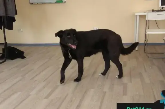 Пропала собака ЛИЗА в Затулинском жилмассиве, Новосибирск