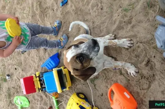Собака с ошейником найдена в Комарово