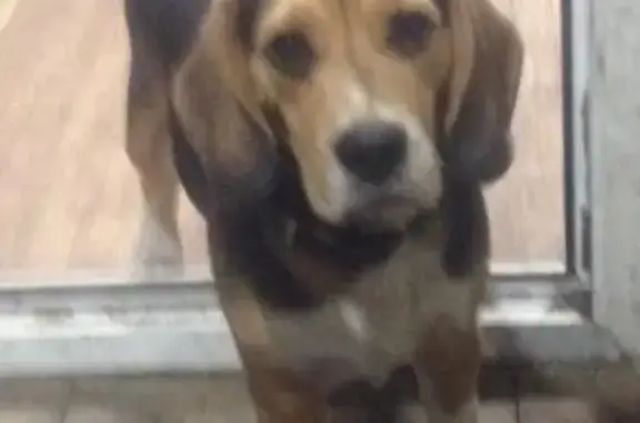 Собаки потеряшки, Пивовариха, фото: Потеряшка собака в селе Пивовариха, Иркутская область