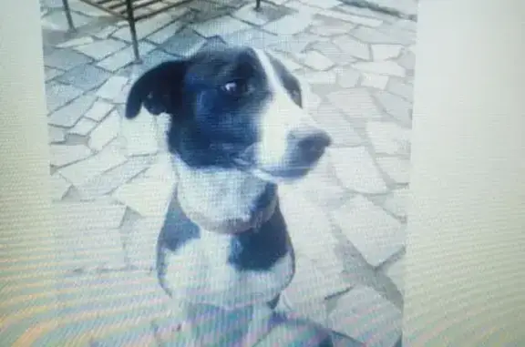 Пропала собака Барон в поселке Артем, Шахты, Ростовская область