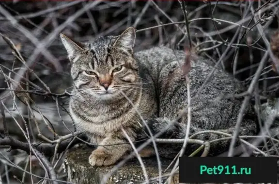 Пропал кот Алтей в Валентиновке, Королев, Московская область