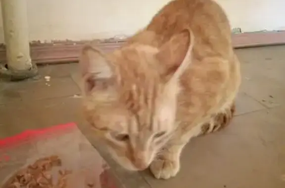 Найден рыжий котик на Октябрьской улице, Балашиха