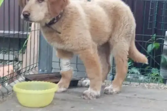 Найдена рыжая сука-щенок в Иркутске