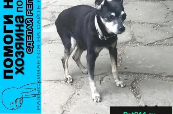 Пропала собака в Москве, найдена 08.06.18 в Покровском Стрешнево