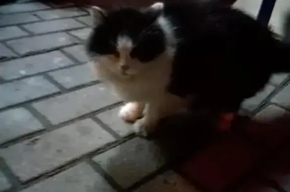Найдена черно-белая кошка возраста 1-3 лет на улице Калинина, 9