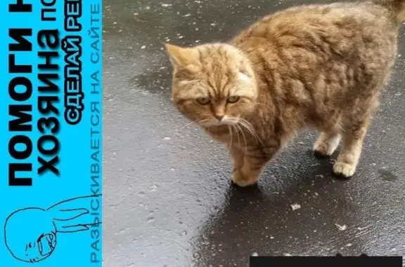 Пропала британская кошка на Автозаводской, Москва