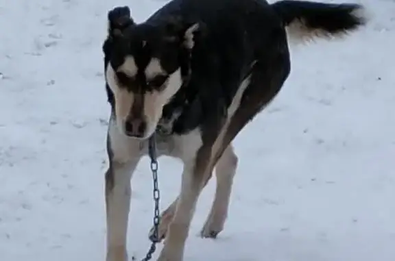 Пропала собака в Семилукском р-оне, кличка Хася.
