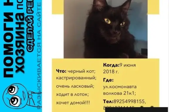 Пропала черная кошка в Москве 9 июня 2018 г.