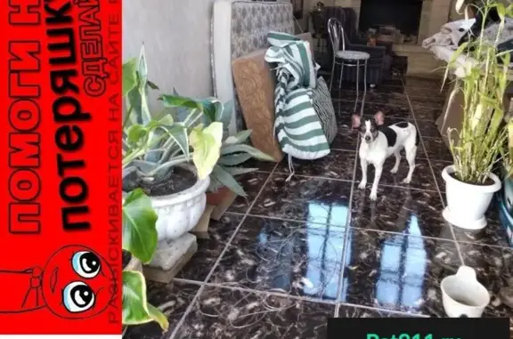 Собаки потеряшки, Донецьк, фото: Потеряшка собака на Киевском проспекте, чёрно-белый окрас, без хвоста. ПОЗВОНИТЕ!