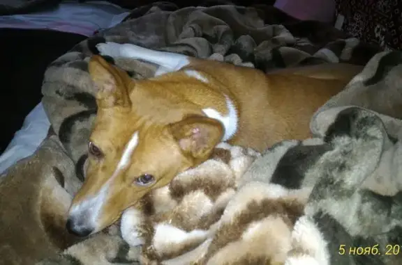 Пропала собака в Орловской области: Рыжий басенджи, кличка Домино