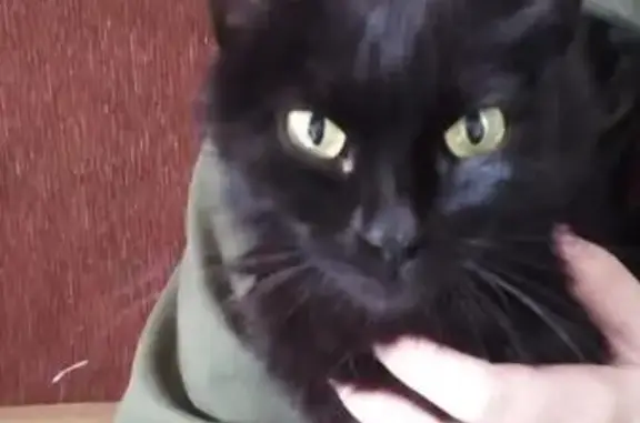 Найдена чёрная кошка в Березниках