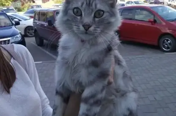 Найден кот в магазине Магнит в Ишиме