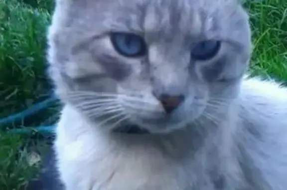 Пропала кошка в Сельцо, Брянская область