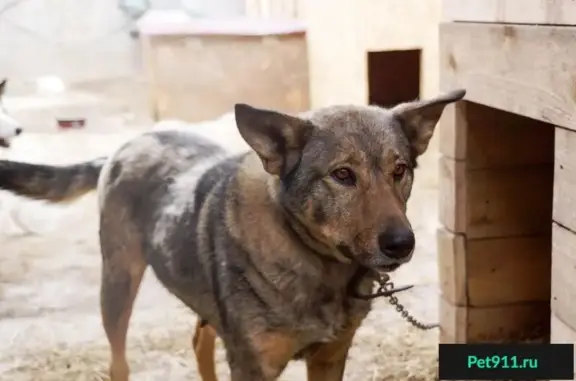 Найдена собака Красотка Найда в Вологде