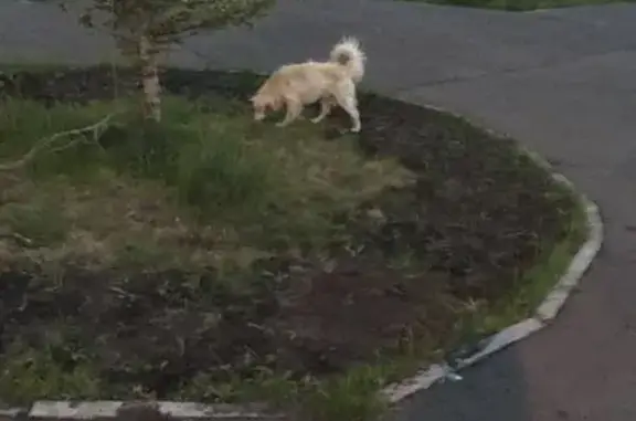 Найдена собака в Ветлужанке, Красноярск #керрилохматыйангел