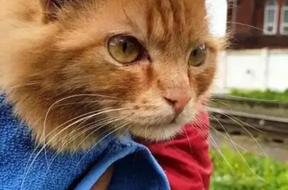 Найден рыжий котик в Мотовилихе!