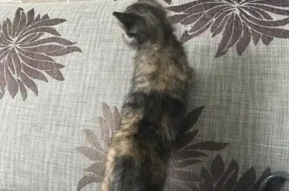 Найдена беременная кошка с котенком в Караганде