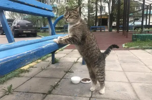 Пропала кошка на улице Островитянова, 26к2