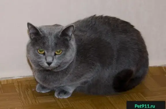 Найдена кошка Саня ищет новых хозяев в Липецке