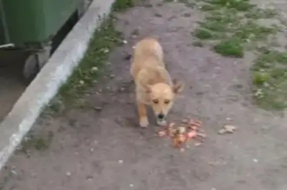 Найдена собака Потеряшка в Орджоникидзевском районе