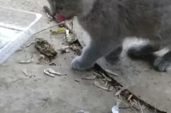 Найдена кошка Воскресенск