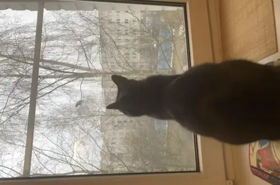 Кошки потеряшки, Веребье, фото: Потеряшка кошка в деревне Верхний Перелесок, Новгородская область