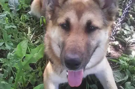 Пропала собака Жуля в Ленинградской области