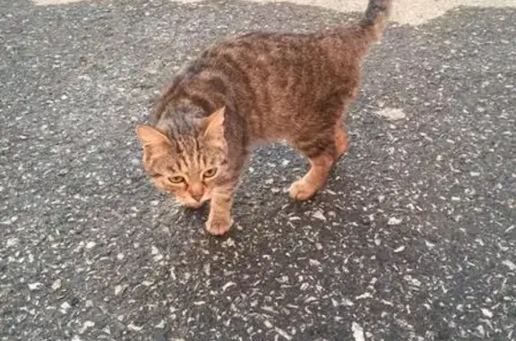 Найдена кошка в центре Екатеринбурга
