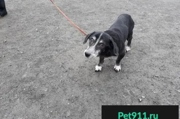 Найдена собака в Первоуральске, нуждается в доме