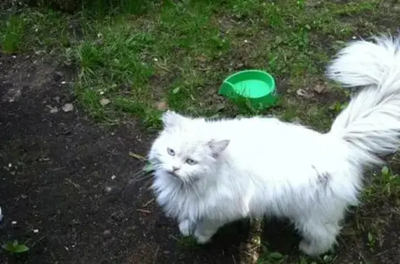 Найдена кошка в Балашихе, Московская область