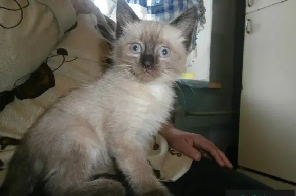 Найдены котята в Новокуйбышевске, ищут дом в Самаре