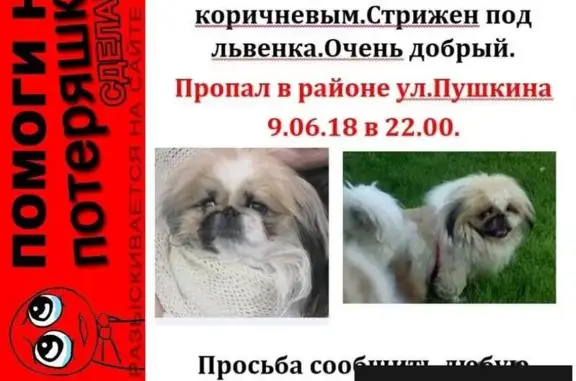 Пропала собака в Электростали на ул. Пушкина 9