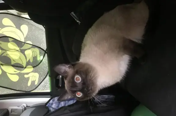 Найдена кошка на парковке ТЦ «Шоколад»