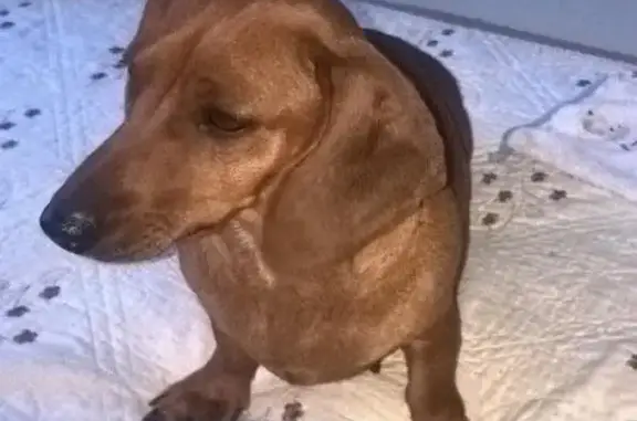 Собака найдена в районе центрального рынка, Судак, Крым