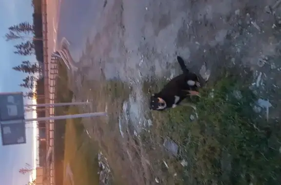 Собака найдена в деревне Ямищево, Московская область.