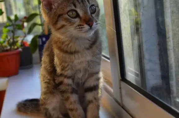 Найден котенок в Магнитогорске #котятки #добрыеруки