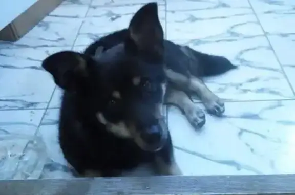 Найдена собака в Ульяновске, ищу хозяев