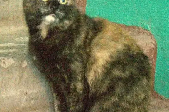 Найдена кошка в Нефтекамске: ищет семью!