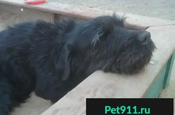Пропала собака в поселке Фадеево, Краснодарский край.