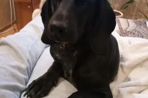 Собаки потеряшки, Суворовское, фото: Потеряшка собака в Заводском кооперативе, помогите найти!