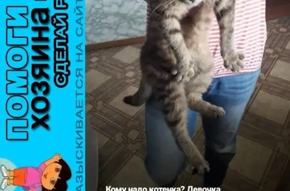 Пропала кошка, найдена в Ельничном, Первоуральск