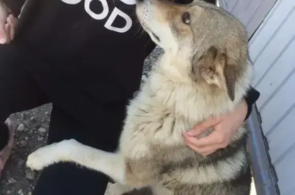 Найдена собака на улице Ващенко в Волгограде