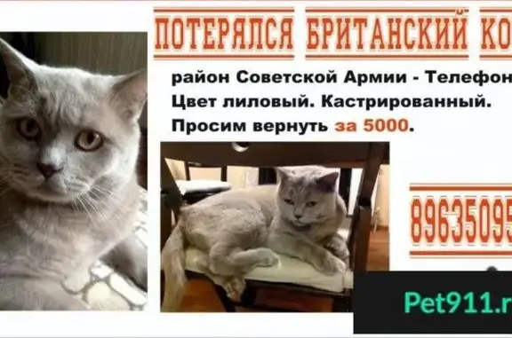 Пропала кошка в Барнауле на Железнодорожном проезде